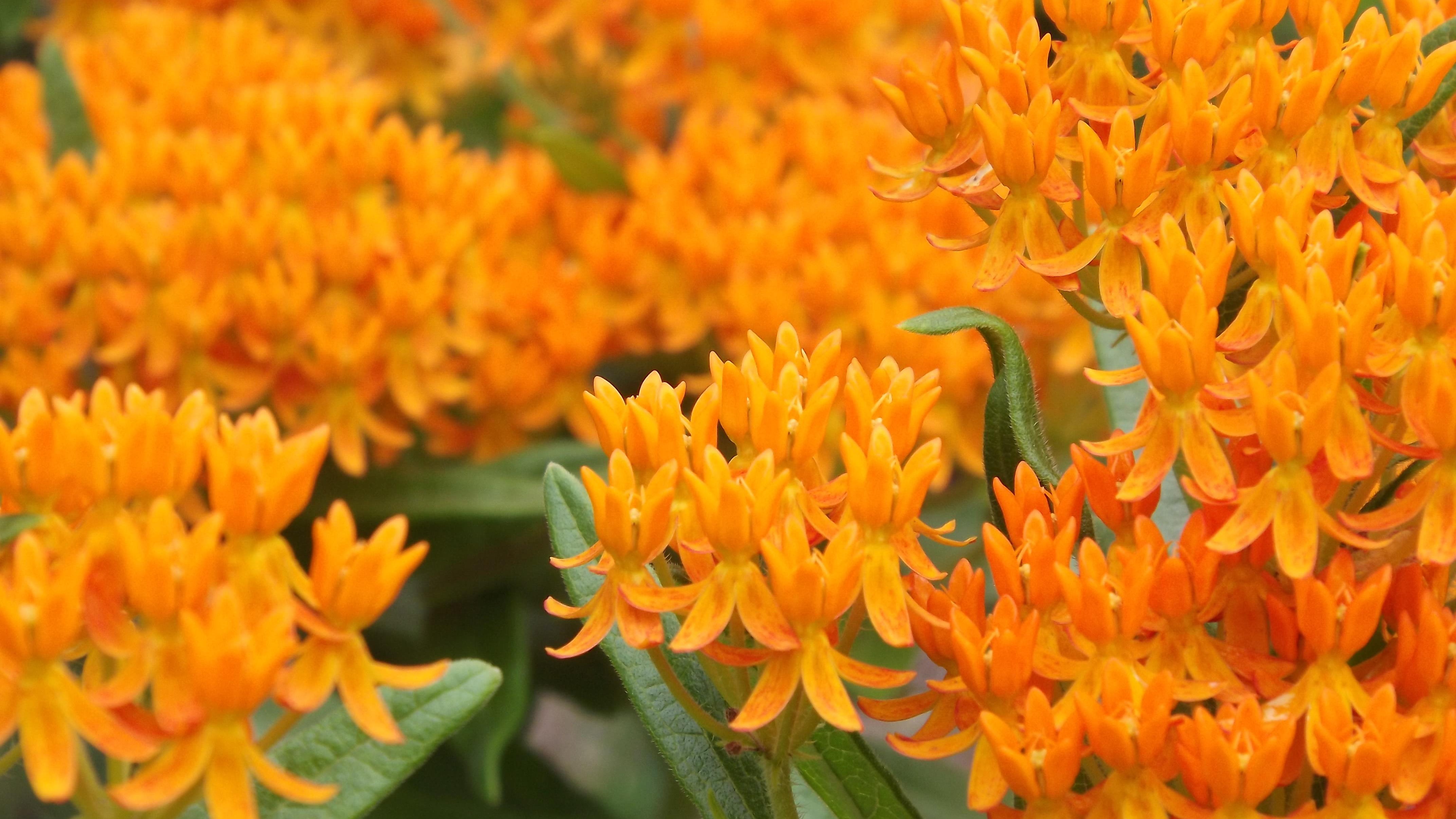 Butterfly Weed is 2017 Perennial Plant of the Year